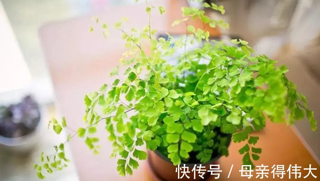 这些花是二手烟的克星,家里有烟鬼的,赶紧养几盆