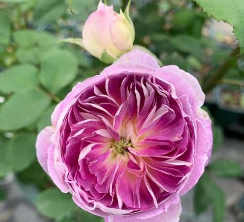 香气|最受欢迎的3种花,开花几个月,香气浓郁,漂亮喜庆,是盆栽佳品