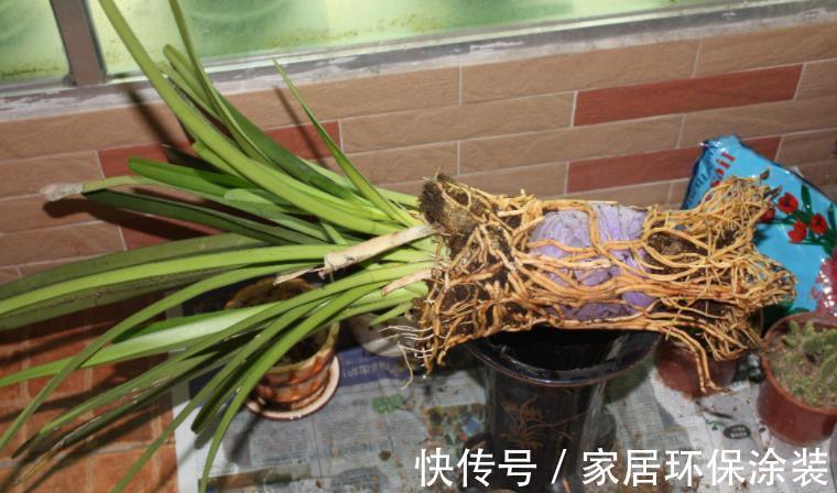 土壤|养花先养根,养兰先学会配土,微酸,一年苗有底肥就不用施肥