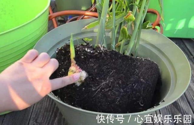 花友|盆里种“生姜”，比君子兰好看，2个月“摘1次”，能吃6个月！