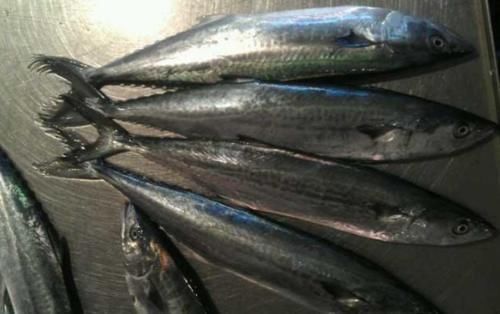 冬天吃鱼,首选这4种鱼,目前无法人工养殖,营养美味,贵点也值