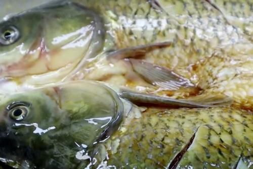  想吃烤鱼|烤鱼这样做又香又入味，加自己喜欢吃的配菜，边吃边煮，越煮越香