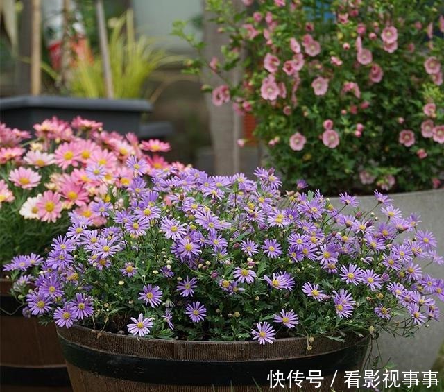15种便宜花草，原以为很普通，没想到成为花园中的“颜值担当”！
