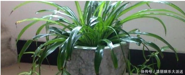 养护|用筷子戳个洞,滴上几滴“它”,“4种花”超喜欢,蹭蹭长不停!