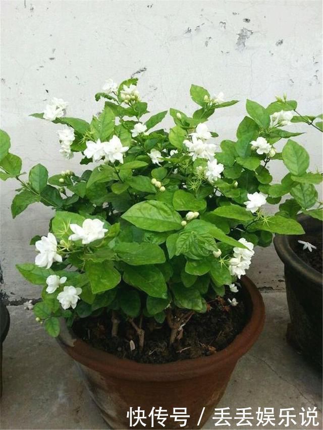 小花|夏天养茉莉,叶子翠绿开花茂密,茉莉清香飘满屋