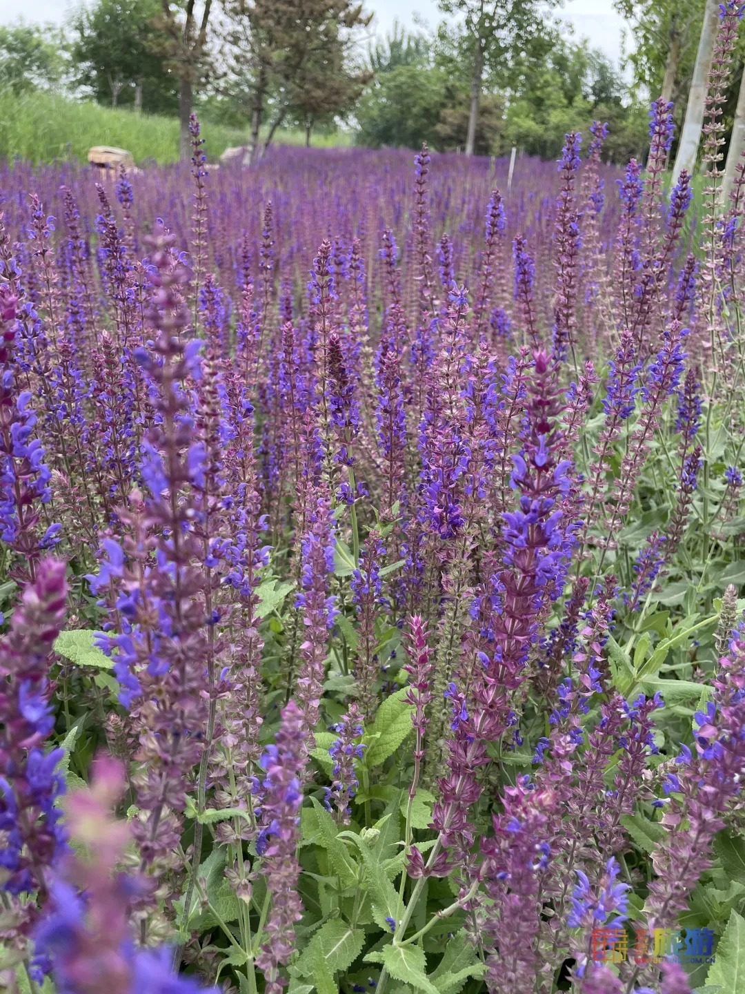 雏菊|北京亦庄超大规模雏菊花海正在盛花期，五颜六色，颜值爆表！