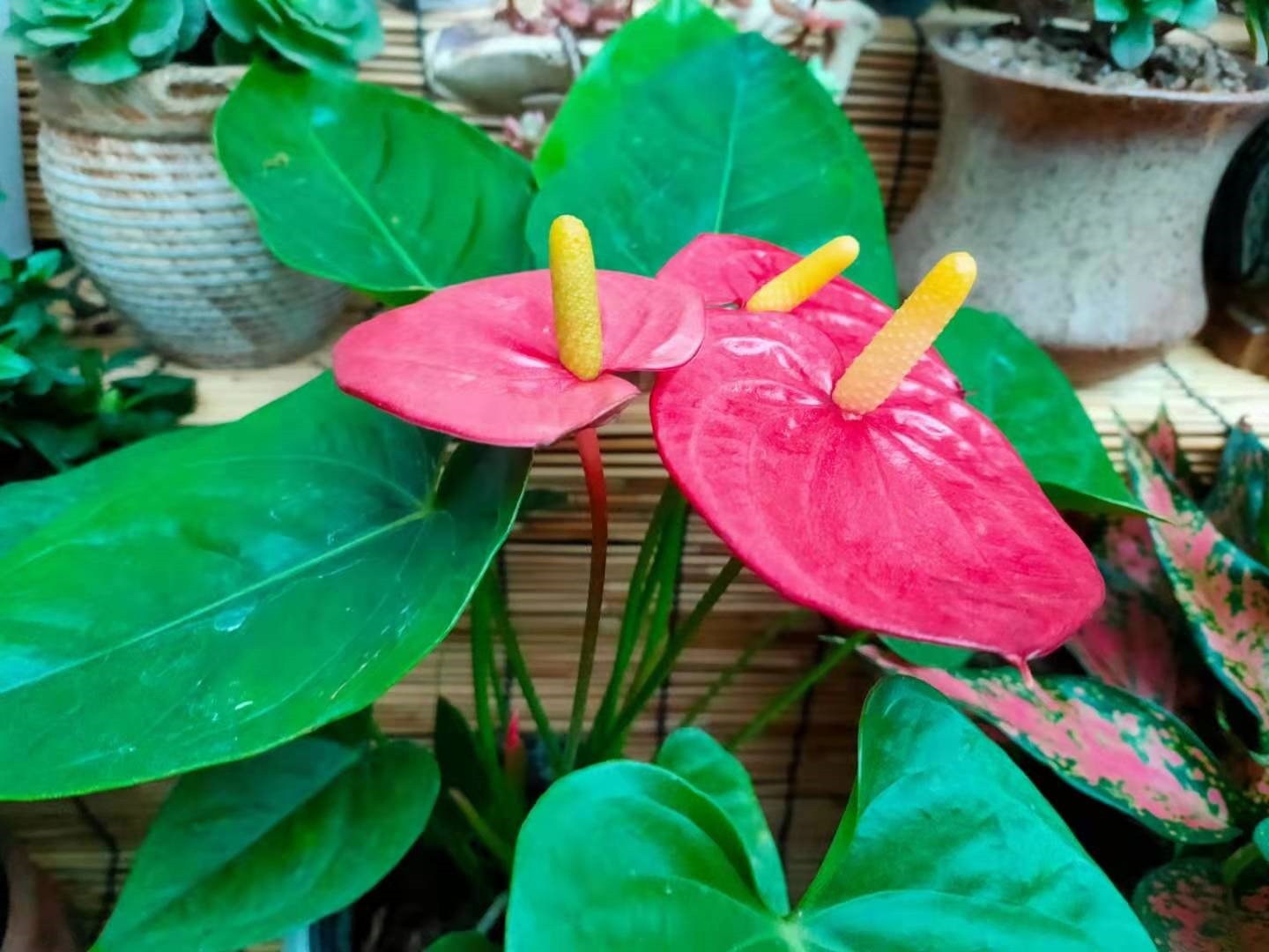 栽培|红掌养护方法,轻松让红掌“花开不断”,一分钟学会