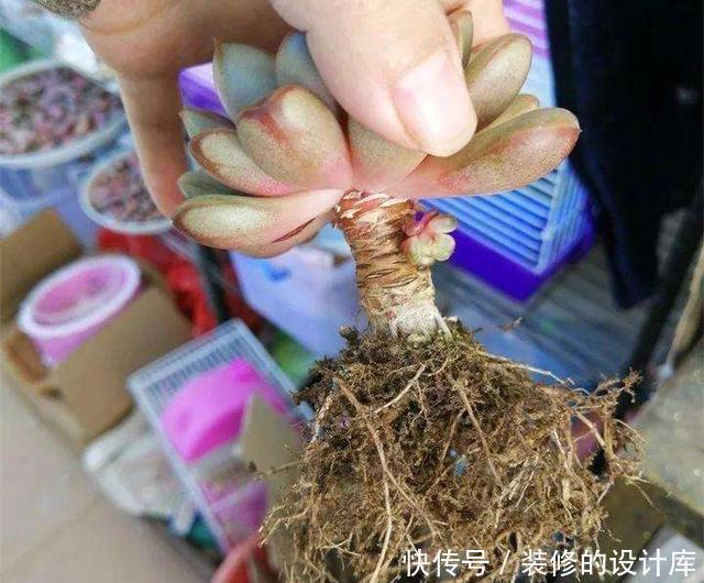 多肉植物换盆别忘了做1件事,15天服盆,侧芽长不停