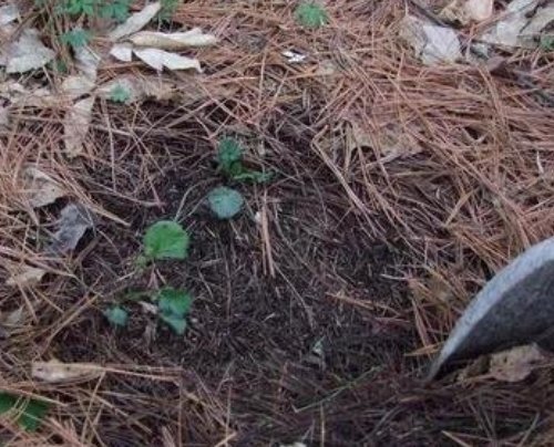 松树|养花别再买营养土，盆里掺1把“废料”，土壤疏松透气，花开不停