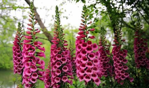 花海|4种花人见人爱,花量超多,能给你一片花海,花香浓郁,香飘满屋