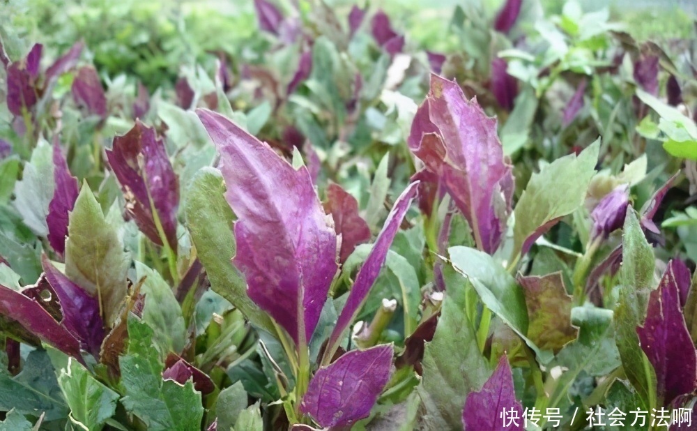 延缓|人到中年,常吃3种食物,美容润肤,延缓衰老,滋补身体