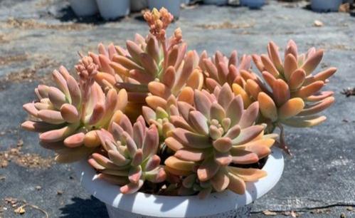 景天科风车草属|多肉秋丽,秋季过分美丽,又被称之为糖心秋丽