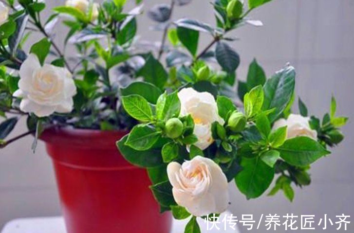 8种“短命花”,年前买,年后扔,只因好看忍不住,才会年年买