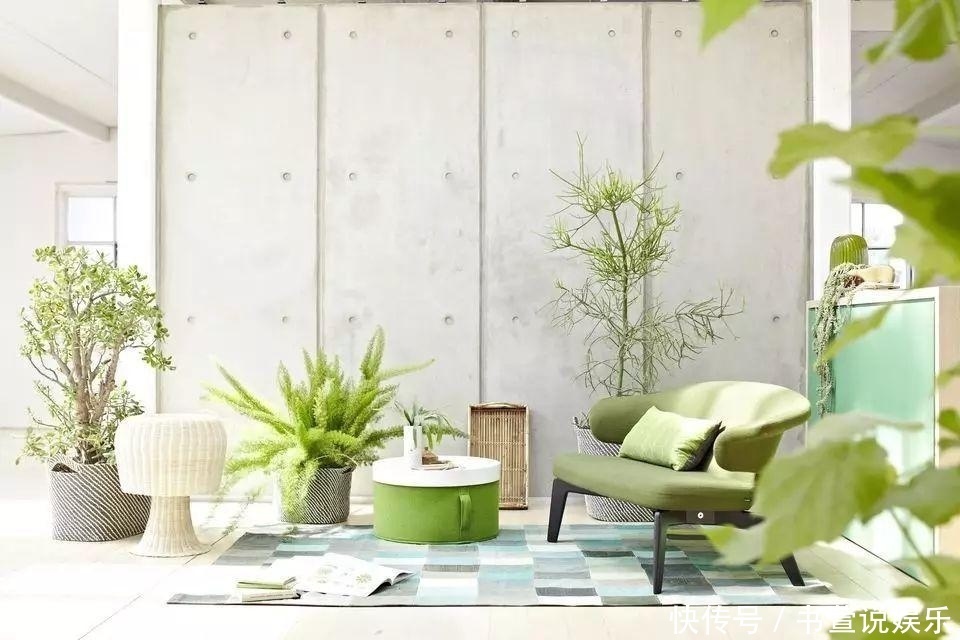 家里的盆栽叶子变黄了怎么办,老司机教你几招轻松搞定!