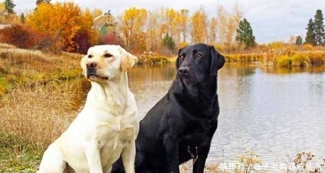 忠诚|12种最忠诚的狗,排第一的狗狗估计没有人不认识!