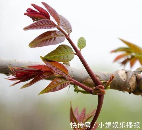 香椿芽|最有营养的3种食物，美容养生、延缓衰老，爱吃就赚了