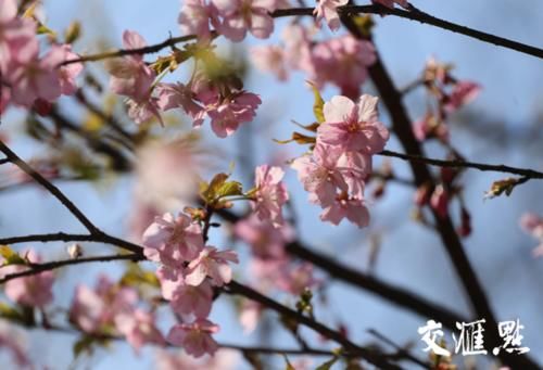 春光明媚 情侣园里百花闹春