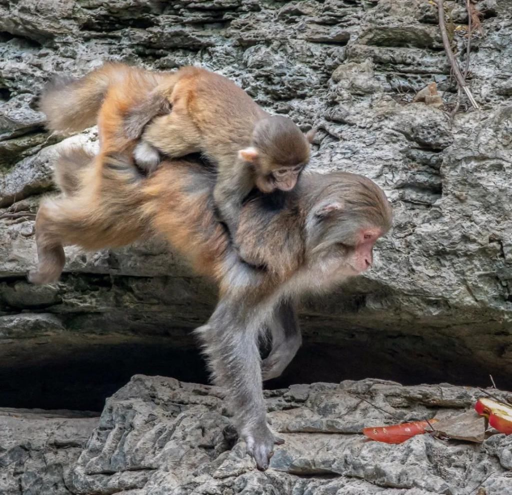 中年|巫山为小三峡猕猴送过年货