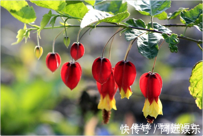 教你怎么养殖“灯笼花”，好养活又耐看，让你家挂满“小灯笼”