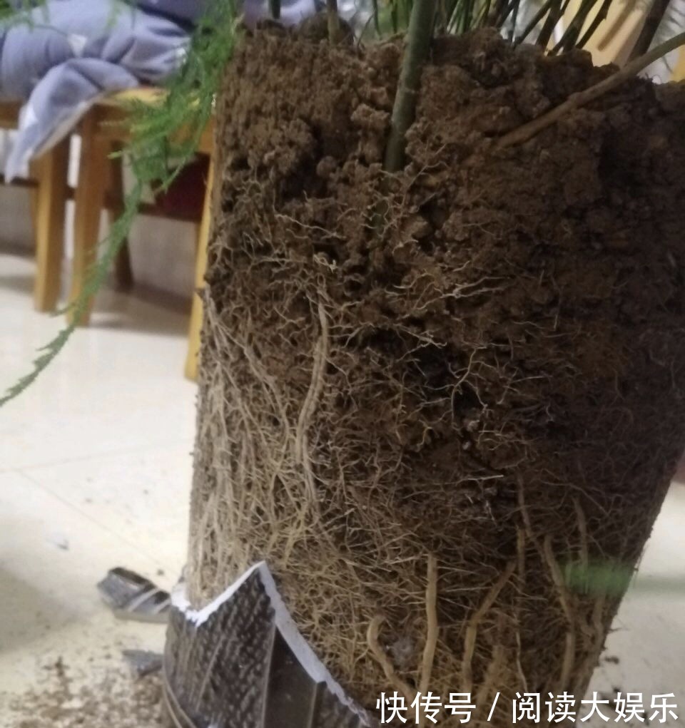 5种花“专吃土”,砸开花盆全是“大块根”,正确方法