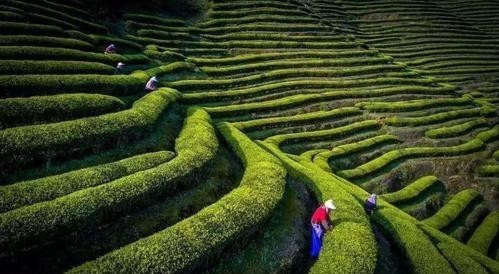 项丽|怡新祥创始人项丽:打破中国茶企敌不过英国立顿的魔咒