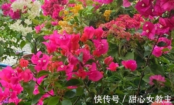 茶花|农历十一月大雪过后,养什么花?家里养3种花,一帆风顺吉祥如意