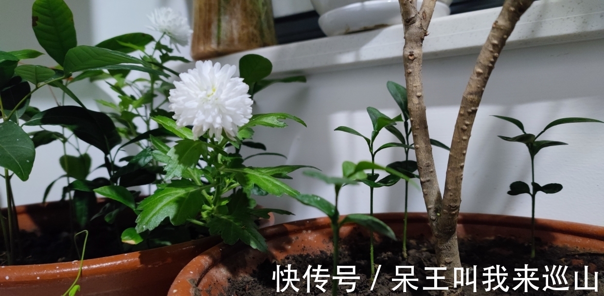 落英&3个写菊的千古名句赏析:李清照借菊酒抒情,白居易写得令人羡慕