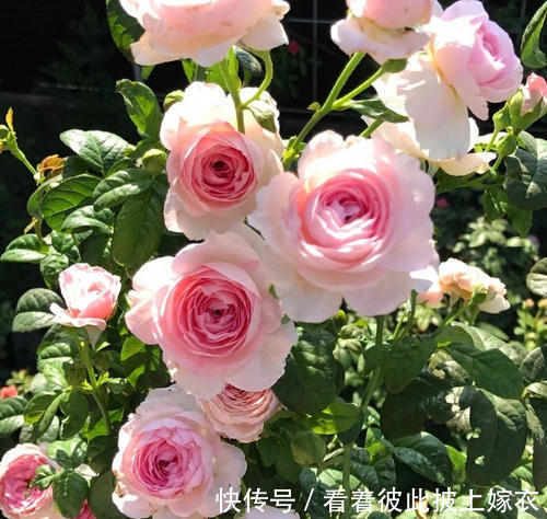 秋天养月季，教你这样施肥，侧芽笋芽一起长，苗壮开花多