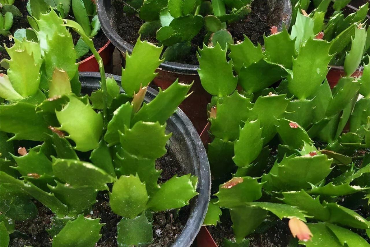 9种漂亮花，现在扦插“正当时”，喜欢别错过