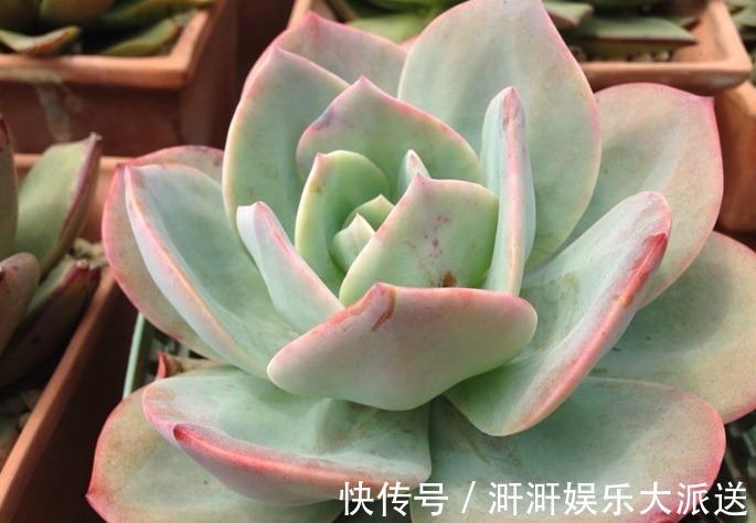 白凤|家中常备“巨无霸”多肉,养家里能撑场面,多肉爱好者们快养一盆