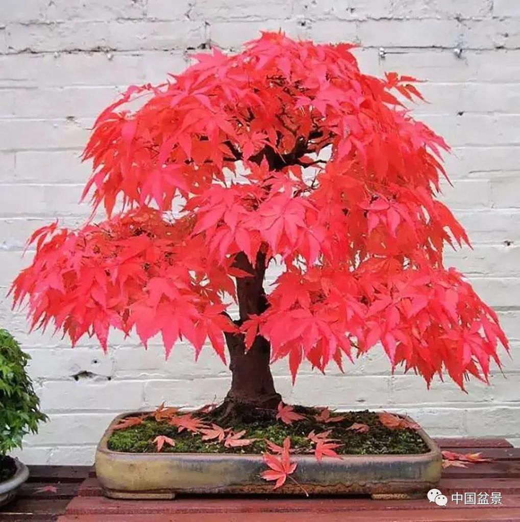 盆景养殖不在多而贵在精，你能养成这样吗？