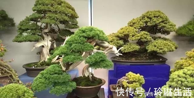 苍劲|这3种盆景可以养成传家宝,再穷也要养,越老越值钱!