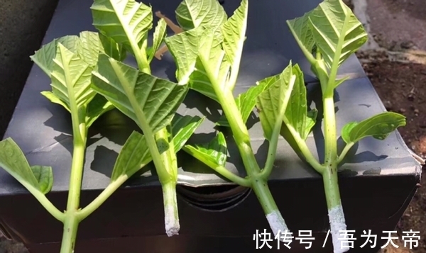 怎么提升扦插育苗的成功率?关键点全藏在这7步操作里