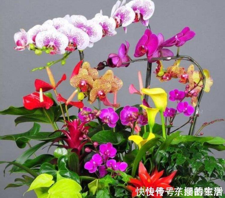 手掌型|5种花高贵优雅,看了就让人沉醉,比牡丹美,比绿萝好养