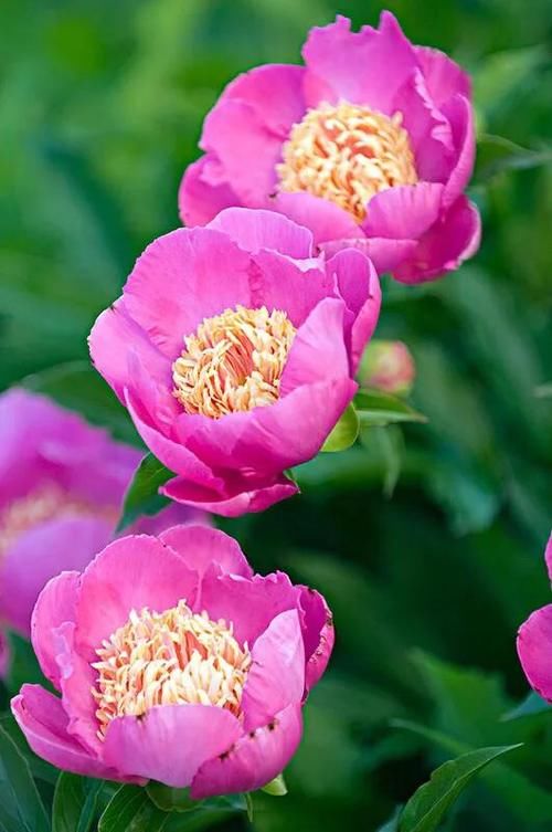 什么花最好看？