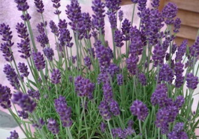 卧室养上3种花,空气清新,怡情养性助睡眠,你养了吗?