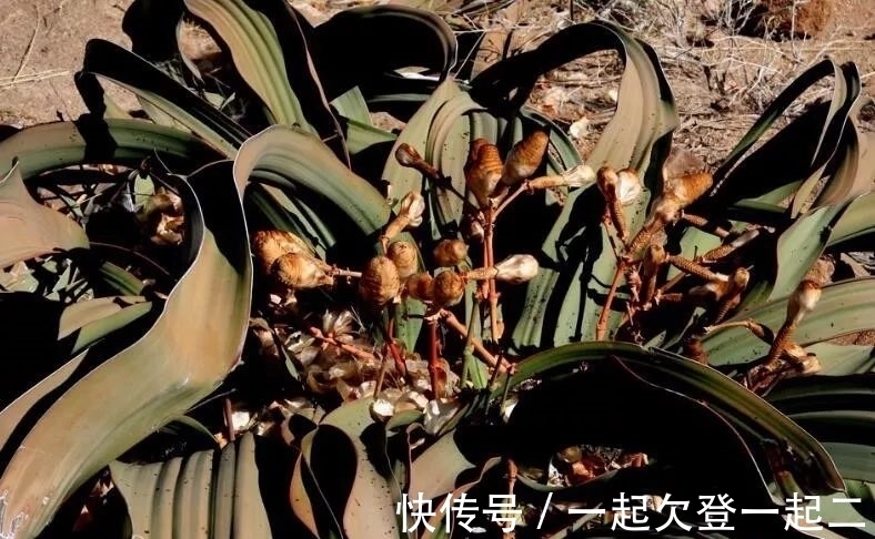 兰叶子|世界上最珍奇植物景观,形似大章鱼沙漠植物,能在沙漠生存上千年
