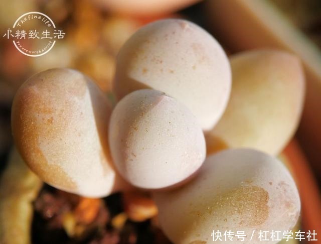 肉友们|养多肉要会控水，注意6点，1个小技巧，肉肉不用施肥也很胖！