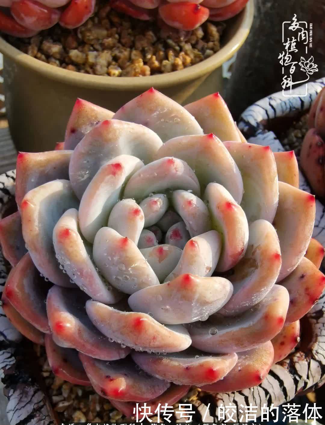 百度|我与多肉那些不得不说的故事!