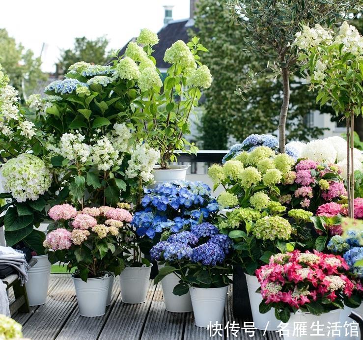 秘密|绣球老桩的“秘密”,识货人都不买,白给也不要