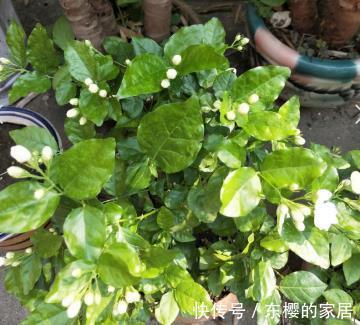 太阳|夏天养护5种花,大太阳下也别躲,越晒越爆盆