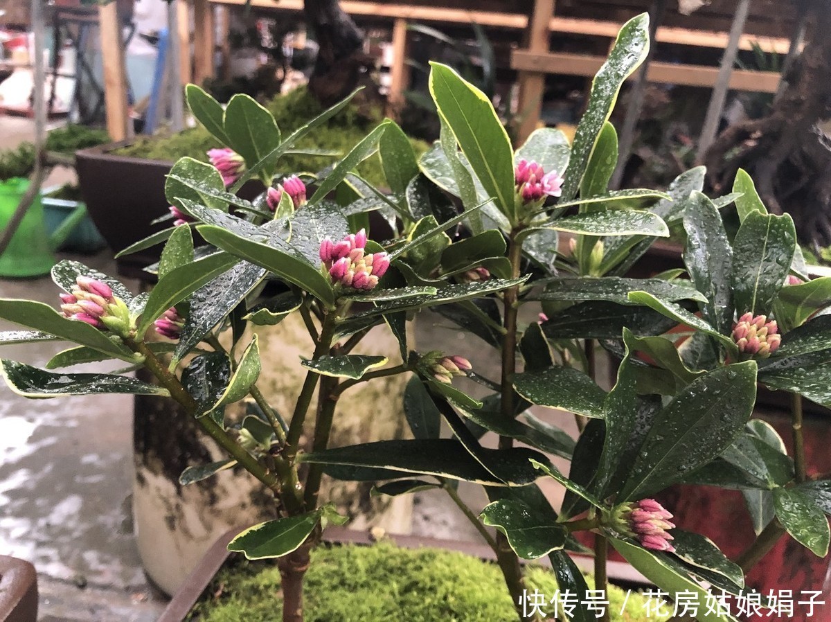 神奇的金边瑞香,科学的养护管理,花香四溢,开花爆盆