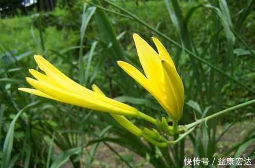 食物|营养全面的食物,推荐大家多吃,美容洁肤、预防衰老、延缓衰老