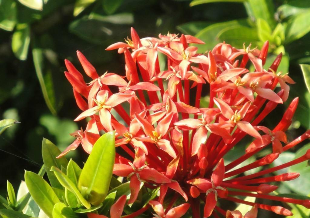 卫生间养三耐阴花,清新空气易疯长,让室内更有生机