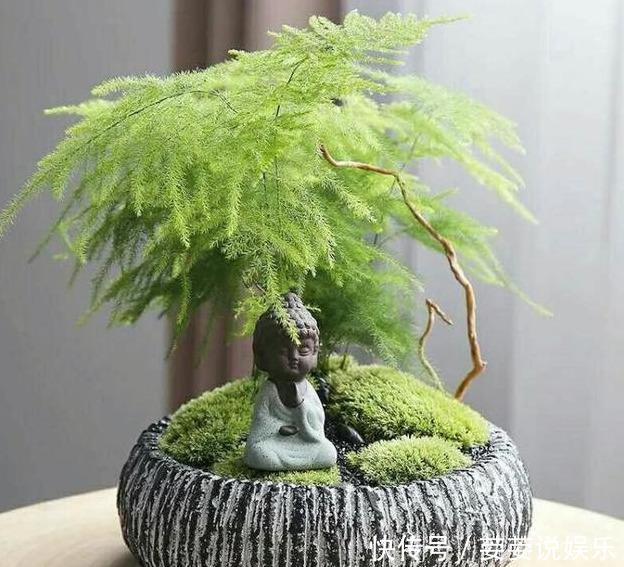 文竹盆土里插个“神器”,盆土状况一目了然,变成茂密“小森林”