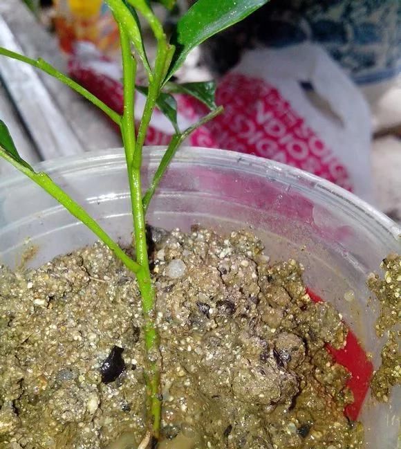 养花爱好者看过来这15种花现在“扦插”,生根快,一个周就长芽