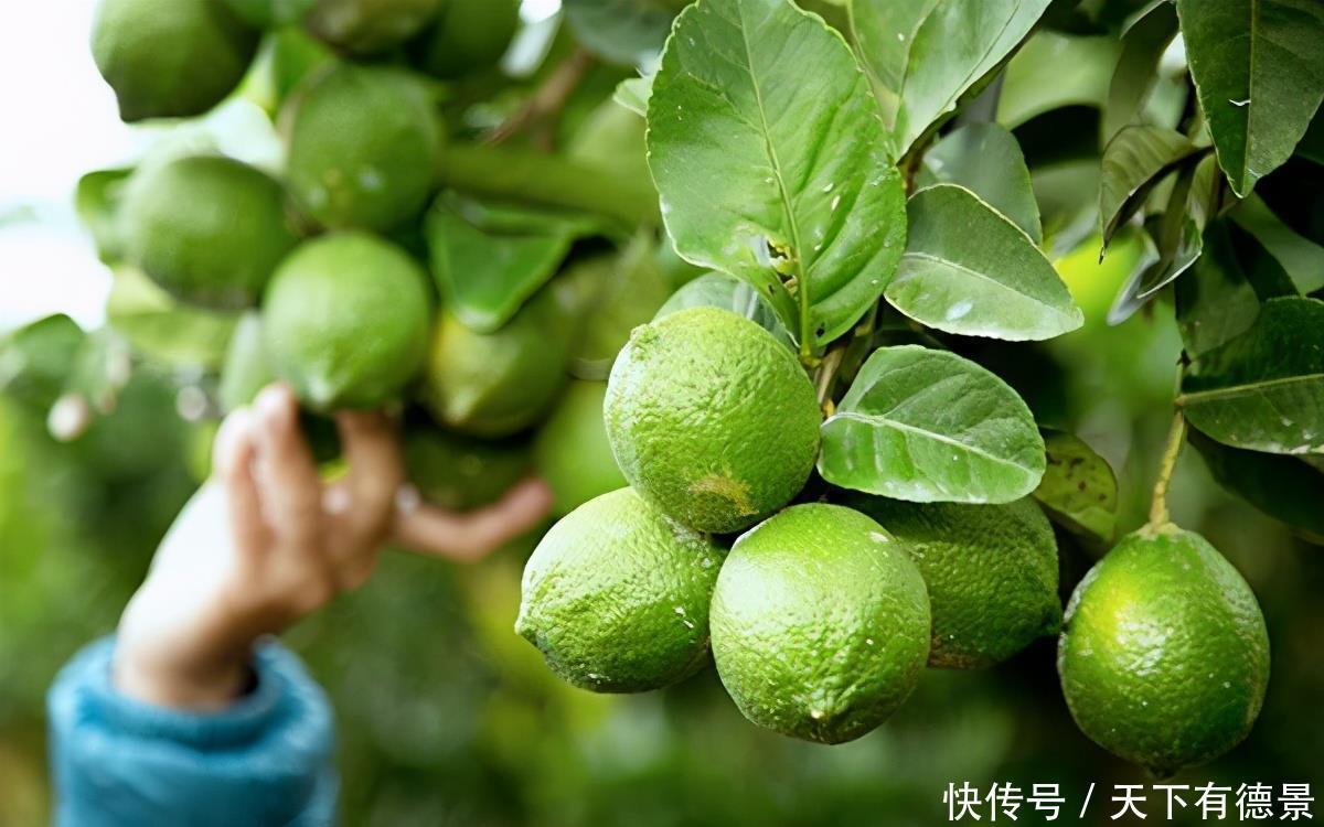 果树|盆栽柠檬想要开花多结果多，几点很重要，做好了能收获满满