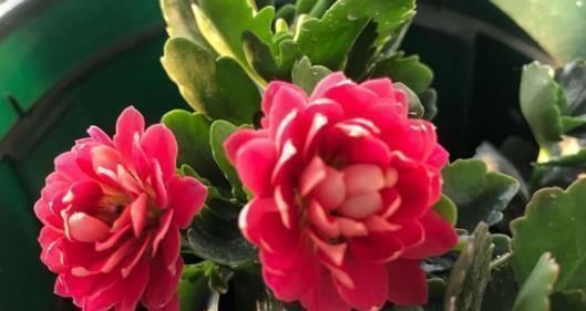 爷爷养长寿花,20天喂1勺“它”,花苞冒出来,开花200朵