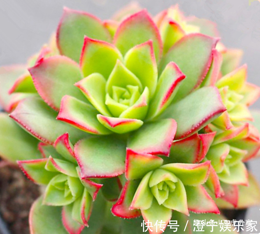 耐旱|八种花养护不能太勤快，越勤快越养不好，懒一点就越长越旺