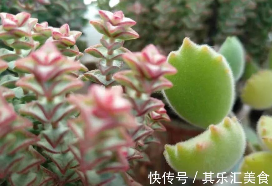 萌宠的熊童子冬天养护这些一定要注意,否则掉叶枯黄没商量